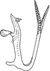 Aedeagus, lateral view: !! display not done !! on Qadria pakistanica (Ahmed, 1969): Aedeagus, lateral view. (Observation).