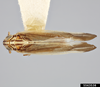 Habitus, dorsal view: !! display not done !! on Nothodelphax slossoni (Ball, 1903): (Observation).