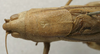CollectionObject 1536021; 7e8f752a-ac19-40e2-a8a8-4b86632c29ec: male head and pronotum, dorsal view. (CollectionObject).