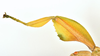 CollectionObject 1586482; 92dd25be-86b6-4562-9d3b-7f8bfd4968b9: copyright IMQC. female, left foreleg dorsal view (holotype). (CollectionObject).