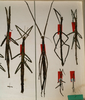 CollectionObject 1561071; NMW 861, c4f8b9ac-3355-40f1-a225-ab6ca982d55e: copyright NMW, Vienna. male and female of Pharnacia biceps (paralectotypes). (CollectionObject).