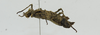 CollectionObject 1573608; 57fc5681-f412-4a6f-87d8-d6471ddf494e: Copyright Instituto de Ciencias Naturales (ICN). female, lateral view (paratype). (CollectionObject).