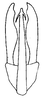 Aedeagus, posterior view: !! display not done !! on Curtara (Curtara) brevenda DeLong, 1980: Male: aedeagus, posterior view. (Observation).