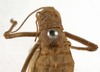 CollectionObject 1529797; 68854a4f-9d74-44b3-b886-48694f23a70c: female head, pronotum and tegmina, dorsal view (probably holotype). (CollectionObject).