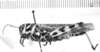 CollectionObject 1553639; 45de4c6f-306f-4470-a924-96e48ee7449e: female, lateral view (syntype of Diponthus schulzi). (CollectionObject).