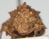 CollectionObject 1577239; 24341da9-fa97-4d82-9c84-52eaefbe6c89: female, fronal view. (CollectionObject).