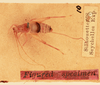 CollectionObject 2071159; d4a0fe92-8f31-4174-a4dc-5c4437fb6ab1, NHMUK015982171: male, dorsal view (syntype). (CollectionObject).