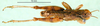 CollectionObject 1575479; 4b30d29b-eed1-4b5a-a90e-17556b6e89fa: male, dorsal view (paratype). (CollectionObject).