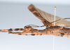 CollectionObject 1590113; 12f0d1aa-e2fd-4f0c-aace-b417936a0556: copyright ZSMC, Munich. female: head & thorax, lateral view (holotype). (CollectionObject).