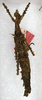 Parobrimus strangulatus (Hebard, 1919): copyright ANSP. female (holotype). (Otu).