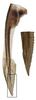 Ovipositor on Amblysellus raygozai Pinedo-Escatel, Becerra-Chiron, Torres-Moreno & Pérez-Valencia, 2020: second valvula, lateral view. (Observation).