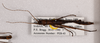 CollectionObject 1558492; 9a15a48e-8db3-4e46-9e0c-8719ecf92a65: copyright OUMNH [although said to be Nottingham]. female (paratype). (CollectionObject).;CollectionObject 1558493; 2d4c1480-aecf-48bb-a5f8-fa3cd2849e36: copyright OUMNH [although said to be Nottingham]. female (paratype). (CollectionObject).