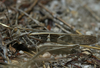 Oedaleus nigrofasciatus (De Geer, 1773): 2011. individual from Kogelberg Biosphere Reserve. (Otu).
