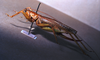 CollectionObject 1541578; 4ec5e813-051a-4db4-acba-5d0093d1f374: female habitus lateral view. (CollectionObject).