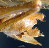 CollectionObject 1506721; 8db43aef-91f4-4c15-81f1-addc7b79763c: male cerci (holotype). (CollectionObject).