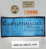 CollectionObject 1540640; d7adbf1d-8259-414f-9c31-2f23fb2cd1bc: labels (holotype). (CollectionObject).