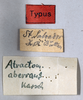 CollectionObject 1501017; bb9bee2c-f423-4a29-895c-62c4107d1df8: labels (holotype). (CollectionObject).
