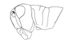 Yungasus hebardi (Liebermann, 1941): Fig. 24. female, head and thorax, lateral view. (Otu).
