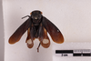 Habitus, dorsal view: (Observation).