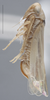 Habitus, lateral view on Amazygina decaspina Dietrich & Dmitriev, 2006: Lateral. (Observation).
