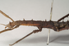 CollectionObject 1559857; NHMUK(SF IMPORT DUPLICATE) 844921, 2b92cc82-ad6b-46c2-a19d-27526138c52f: copyright Natural History Museum, London. female: head and thorax of Pachymorpha hystriculea, lateral view (holotype). (CollectionObject).