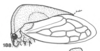Habitus, lateral view: !! display not done !! on Tortistilus wickhami (Van Duzee, 1908): (Observation).