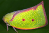 Live specimen on Carthaeomorpha Melichar, 1902: (Observation).