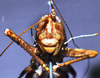 CollectionObject 1516505; 4c9174c1-e55e-4af8-83b0-5452209114ee: female, frontal view (topotype). (CollectionObject).