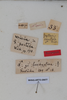 CollectionObject 2377037; 99ff1e1a-7b4d-4531-87d6-182d9fd02821: male, labels (syntype). (CollectionObject).