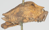CollectionObject 1576825; 817c978e-77c1-4815-a105-203df4512638: female, lateral view. (CollectionObject).