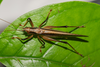 CollectionObject 2286736; 8b04c3e3-8d77-4f37-b68c-f1f68ba1e98f: male. (CollectionObject).