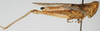 CollectionObject 1581309; c58ee664-0fde-4cda-b5db-2423f016bf9e, NHMUK10924579: female, lateral view. (CollectionObject).