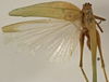 CollectionObject 1529754; e4ce7714-bd75-4246-8cb9-7600b9b091e0: male, dorsal view (holotype). (CollectionObject).