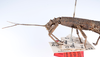 CollectionObject 1578996; ec8af537-65cd-4a3f-8699-a6ffc6e3d84c: copyright ZMUH, Hamburg. female: head & thorax, lateral view (syntype). (CollectionObject).