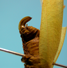 CollectionObject 1542930; DEES MZLQ-I0060', d5e706a6-3605-40a8-bd8a-16ebbe114d35: female, apex of the ovipositor (allotype). (CollectionObject).
