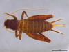 CollectionObject 2072605; 4aa9e39c-4f5e-4870-8f5b-f606372461ec: Paratype, female, dorsal habitus. (CollectionObject).