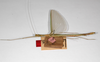 CollectionObject 1561996; 5dc5585a-aabc-40f4-aeb2-c11d030b0fe7: copyright ZMHB, Berlin. female, lateral view (syntype). (CollectionObject).;CollectionObject 1561997; 46748e3b-a7d3-4693-bbcc-b6709fd08cac: copyright ZMHB, Berlin. female, lateral view (syntype). (CollectionObject).