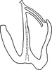 Aedeagus, lateral view on Anufrievia forcipiformis Yang & Zhang, 2018: Aedeagus, lateral view. (Observation).