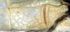 Mustius superbus Sjöstedt, 1902: male, base of left tegmen (paratype?). (Otu).