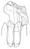 Pygofer, ventral view: !! display not done !! on Bothriocera transversa Caldwell, 1943: (Observation).