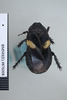 CollectionObject 1552816; NHMUK(SF IMPORT DUPLICATE) BMNH(E) 876008, cade08ed-7c8e-4240-86e8-6cdcf2d173dc: Copyright NHM, London. Holotype female of Panesthia plagiata, dorsal view. (CollectionObject).