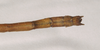 CollectionObject 1559546; NHMUK(SF IMPORT DUPLICATE) 844766, 7ba18df6-5bf1-402e-9090-f52d6be1091a: copyright Natural History Museum, London. male: end of abdomen, dorsal view of Lopaphus langkawicus (holotype). (CollectionObject).