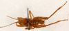CollectionObject 1499251; 8e36a15c-8c98-408a-8087-1e23825ce390: male, dorsal view (holotype). (CollectionObject).