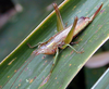 Conocephalus (Conocephalus) bambusanus Ingrisch, 1990: female. (Otu).