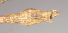 CollectionObject 1560887; NHMUK(SF IMPORT DUPLICATE) 845169, 41802941-4b62-4127-8252-8f41092590da: (CollectionObject).