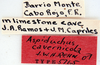 CollectionObject 1588600; 28ba732b-4f66-424f-8e4c-b96dda2a09f2: Photo by Heidi Hopkins. ANSP:Aspiduchus cavernicola. (CollectionObject).
