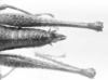 CollectionObject 1524469; 37ca632e-4d66-48f6-b67b-128a89b8053b: female abdomen tip, dorsal view (holotype). (CollectionObject).