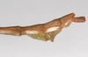 CollectionObject 1576613; USNM(SF IMPORT DUPLICATE) RD-248, 224e311c-4bbb-40fb-967d-72755e885456: copyright USNM, Washington. male: head & thorax, lateral view (holotype). (CollectionObject).