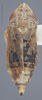 Habitus, dorsal view on Diplocolenus (Diplocolenus) brevior Ross & Hamilton, 1970: Dorsal. (Observation).