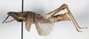 CollectionObject 1540708; 6079f71d-31aa-4742-bba9-75394cc9b710: female, lateral view (neotype). (CollectionObject).